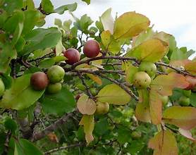 Flacourtia indica